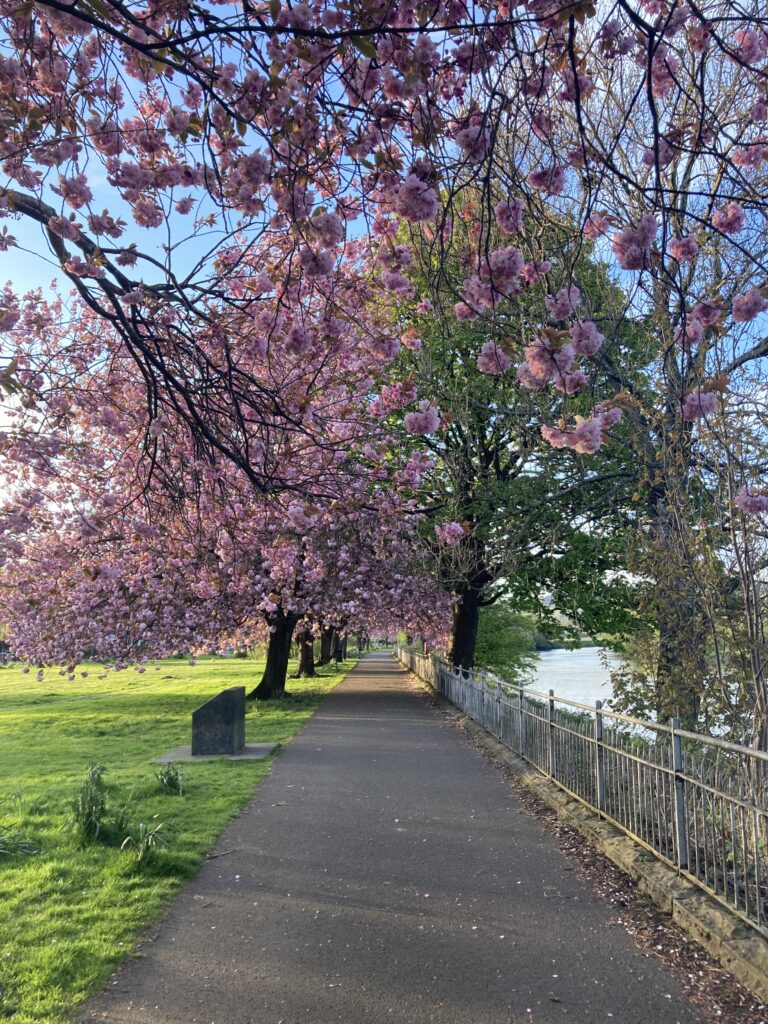 A photo showing one of the outdoor therapy walks with Caitlin Imray Therapy. Photo of a paved footpath alongside a river on one side and green grass on the other. Pink blossom trees hang over the path.