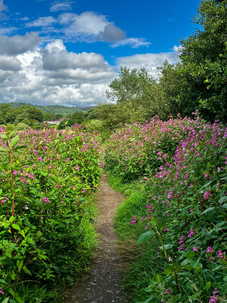 A photo showing one of the outdoor therapy walks with Caitlin Imray Therapy. The photo shows a footpath with wild flowers on either side and a blue sky with clouds.